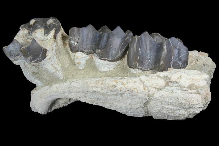 Titanothere (Megacerops) Upper Jaw - South Dakota #92712